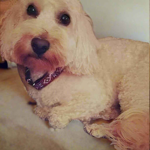 Engraved Charm Cotton Dog Collar by No.29s